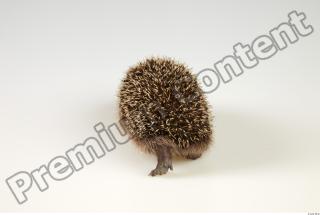 Hedgehog - Erinaceus europaeus  0042